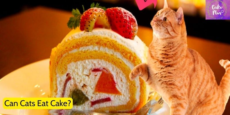 Can Cats Eat Cake