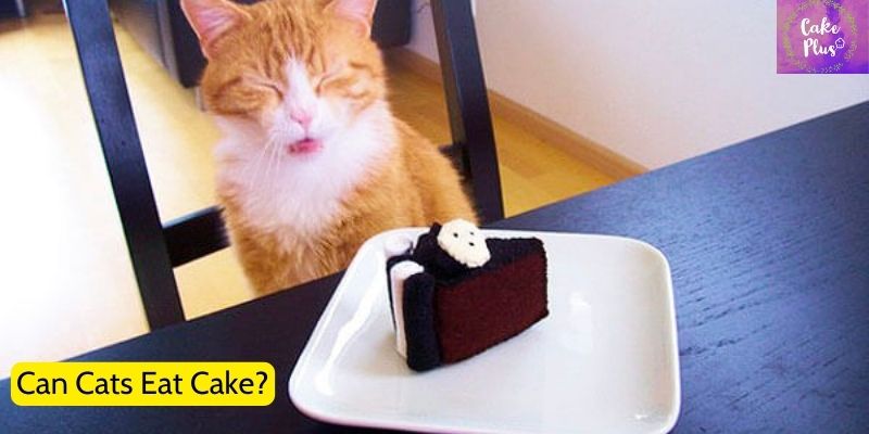 Can Cats Eat Cake